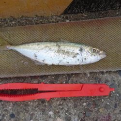 初めての投稿です。